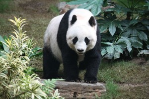 Grosser_Panda