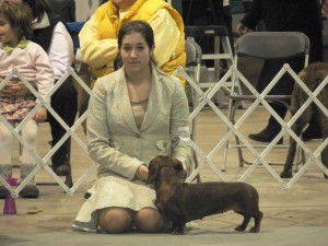 Dog-show