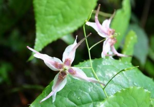 1 We dare you to try Epimedium