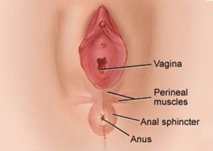 5 Pheromone source